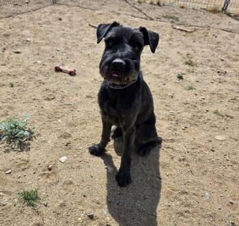 Schnauzer Dogs Available for Adoption in Severance, Colorado - Blue | PetCurious