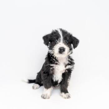 Porky Pig -  Mountain Cur and Labrador Retriever Dog for Adoption in New York, New York - Porky Pig | PetCurious
