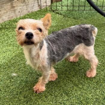 Pippy Long 3681 -  Yorkshire Terrier Dog for Adoption in Loxahatchee Groves, Florida - Pippy Long 3681 | PetCurious