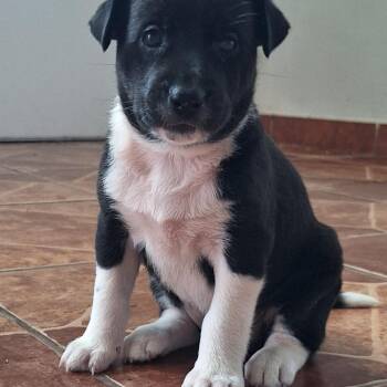 Labrador Retriever and Chihuahua Dogs Available for Adoption in New York, New York - PRINCESS MOANA "Disney Litter" (out Of Town) | PetCurious