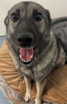 Rescue Norwegian Elkhound Dogs for Adoption in Winnipeg, Manitoba - Elin | PetCurious