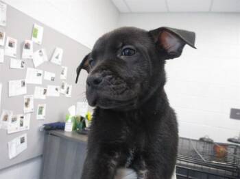 JET -  Black Mouth Cur and Mixed Breed Dog for Adoption in Ocala, Florida - JET | PetCurious