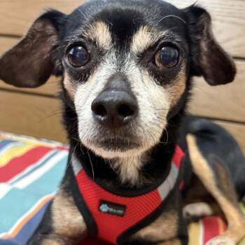 Rescue Chihuahua Dogs for Adoption in Pass Christian, Mississippi - Teddy | PetCurious