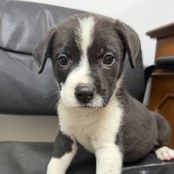 Dill -  Pit Bull Terrier Dog for Adoption in Columbia, South Carolina - Dill | PetCurious