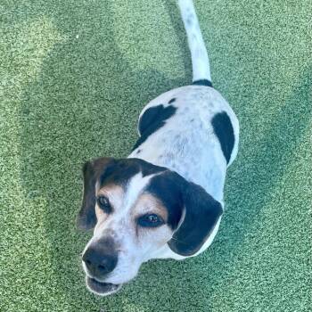 Petey -  Beagle Dog for Adoption in Greensboro, North Carolina - Petey | PetCurious