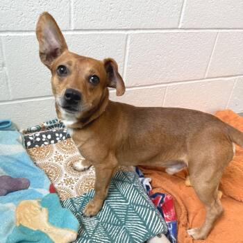Mixed Breed Dogs Available for Adoption in Pittsburgh, Pennsylvania - Bean | PetCurious