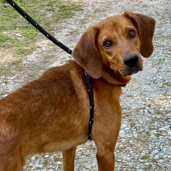 Mixed Breed Dogs Available for Adoption in Mebane, North Carolina - Nico | PetCurious