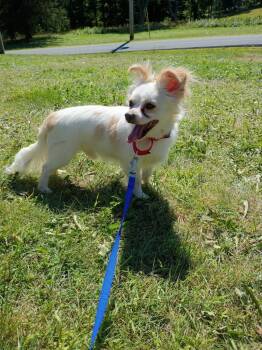 Scooby -  Chihuahua Dog for Adoption in Liberty, New York - Scooby | PetCurious