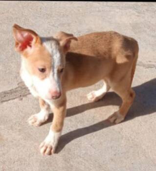 Colson -  Spaniel and Smooth Fox Terrier Dog for Adoption in Thompson Falls, Montana - Colson | PetCurious