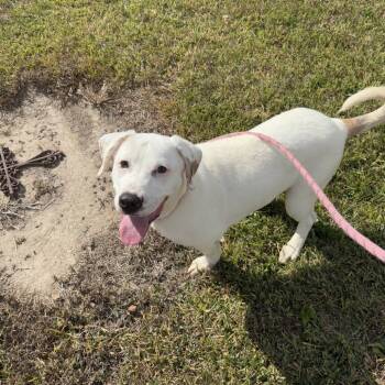 Rescue Labrador Retriever and Pit Bull Terrier Dogs for Adoption in Beaumont, Texas - Reba | PetCurious