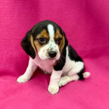Frankie -  Beagle Dog for Adoption in East Sparta, Ohio - Frankie | PetCurious