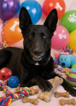 Maya -  Shepherd Dog for Adoption in San Tan Valley, Arizona - Maya | PetCurious