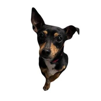 Terrier Dogs Available for Adoption - Balto | PetCurious