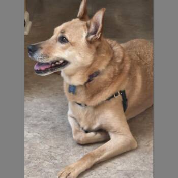 Lexi -  Carolina Dog Dog for Adoption in Corvallis, Oregon - Lexi | PetCurious