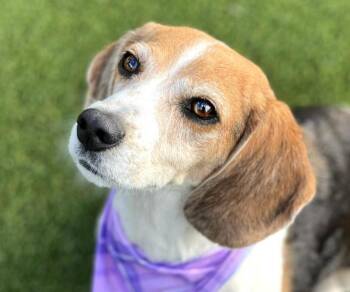Rescue Beagle Dogs for Adoption in Hondo, Texas - Macy - Wrinkles, Wisdom, And A Wagging Tail - This Beagle Girl H | PetCurious