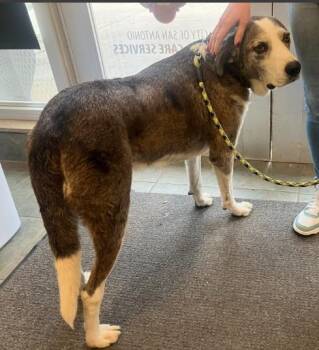PONGO -  Catahoula Leopard Dog and Labrador Retriever Dog for Adoption in San Antonio, Texas - PONGO | PetCurious