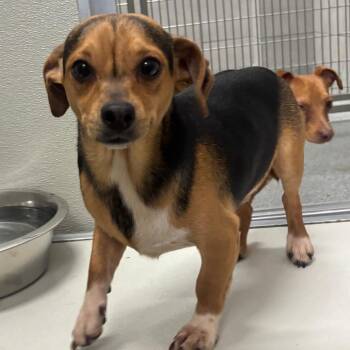 Carmel swirl Latte -  Chihuahua Dog for Adoption in Oak Brook, Illinois - Carmel Swirl Latte | PetCurious