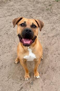 Butkus -  Bullmastiff and Boxer Dog for Adoption in Littleton, Colorado - Butkus | PetCurious