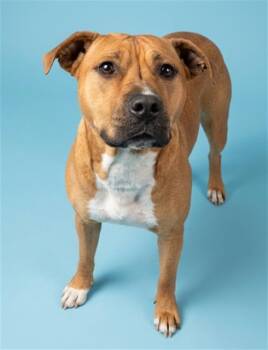 Mixed Breed Dogs Available for Adoption in Jacksonville, Florida - CARDAMOM | PetCurious
