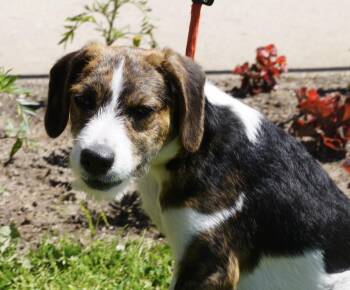 Colby -  Beagle Dog for Adoption in Pottsville, Pennsylvania - Colby | PetCurious
