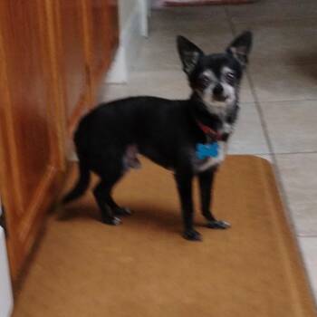 Mario -  Chihuahua Dog for Adoption in West Palm Beach, Florida - Mario | PetCurious