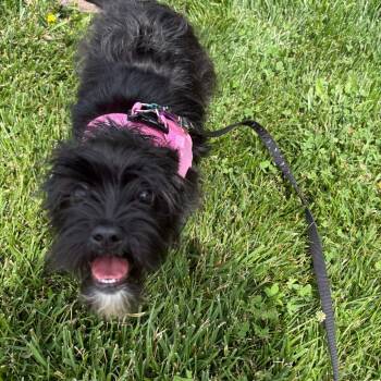 Bella -  Shih Tzu Dog for Adoption in West Des Moines, Iowa - Bella | PetCurious