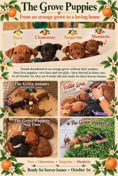 Mandarin -  American Bulldog Dog for Adoption in Lakeland, Florida - Mandarin | PetCurious