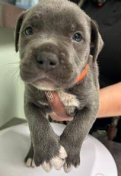 Oink -  Mixed Breed Dog for Adoption in Savannah, Georgia - Oink | PetCurious