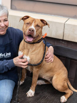 Rescue Mixed Breed Dogs for Adoption in Chamblee, Georgia - Tajee- IN FOSTER | PetCurious