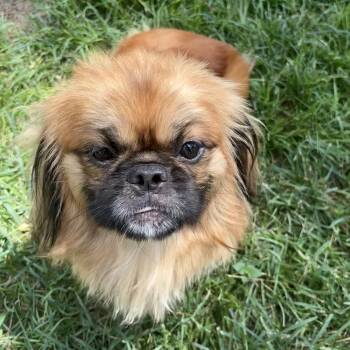 Steve Randall -  Pekingese Dog for Adoption in Houston, Texas - Steve Randall | PetCurious