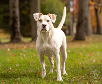 Rescue Labrador Retriever and Pointer Dogs for Adoption in Armonk, New York - Micah - 24033 | PetCurious