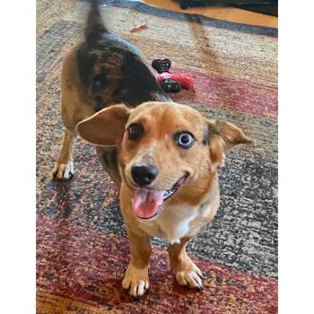 Cotton -  Dachshund and Beagle Dog for Adoption in Boulder, Colorado - Cotton | PetCurious