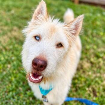 Sam Elliot -  Terrier and Husky Dog for Adoption in Friendswood, Texas - Sam Elliot | PetCurious