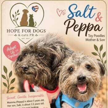 Salt and Peppa -  Poodle Dog for Adoption in Pleasant Valley, New York - Salt And Peppa | PetCurious
