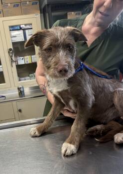 Terrier and Labradoodle Dogs Available for Adoption - Mira (Pick Me To Be Your Family!) | PetCurious