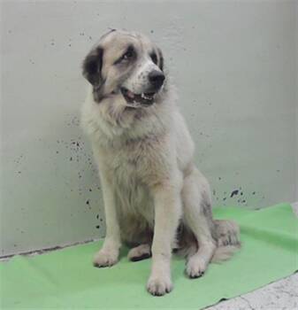 BERNIE -  Saint Bernard and Mixed Breed Dog for Adoption in Houston, Texas - BERNIE | PetCurious