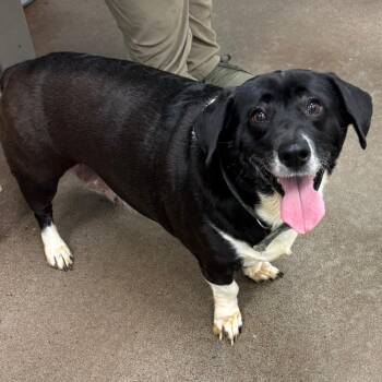 Basset Hound and Labrador Retriever Dogs Available for Adoption in Chattanooga, Tennessee - Oreo | PetCurious