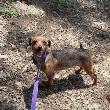 Woody -  Chiweenie Dog for Adoption in Atlanta, Georgia - Woody | PetCurious