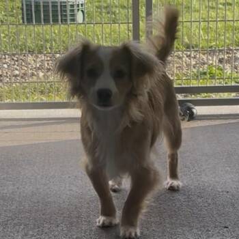 Sully -  Chihuahua and Terrier Dog for Adoption in New Philadelphia, Ohio - Sully | PetCurious