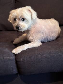 Gary -  Maltese Dog for Adoption in Owen Sound, Ontario - Gary | PetCurious