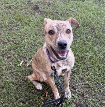 LAYLA -  Mixed Breed Dog for Adoption in Fernandina Beach, Florida - LAYLA | PetCurious