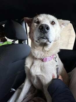 Labrador Retriever and Husky Dogs Available for Adoption in Calgary, Alberta - Tre | PetCurious