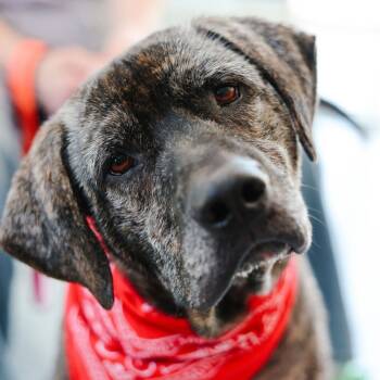 Rescue Mixed Breed Dogs for Adoption in Fredericksburg, Virginia - Titan | PetCurious