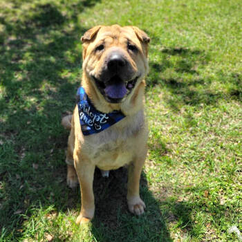 Rescue Shar Pei and Akita Dogs for Adoption in Port Charlotte, Florida - Anthony | PetCurious