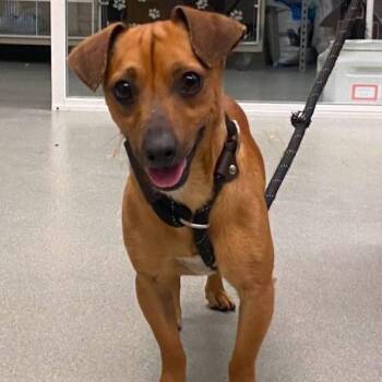 Chihuahua and Dachshund Dogs Available for Adoption in Westminster, California - WAGS-Stray-21309 | PetCurious