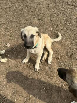 Anatolian Shepherd Dogs Available for Adoption in Linton, Indiana - Green | PetCurious