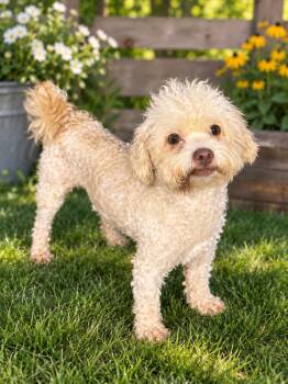 Mr. Fry -  Poodle Dog for Adoption in Brownstown, Indiana - Mr. Fry | PetCurious