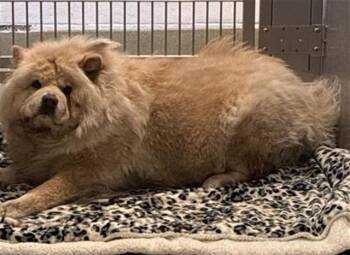 SUGAR -  Chow Chow Dog for Adoption in Rancho Cucamonga, California - SUGAR | PetCurious