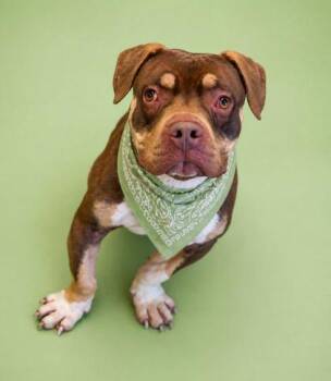 Pit Bull Terrier and Basset Hound Dogs Available for Adoption in Bowling Green, Kentucky - Buddy Boy | PetCurious