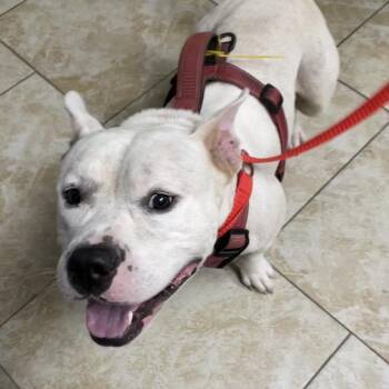 Kilo -  Pit Bull Terrier and English Bulldog Dog for Adoption in Galveston, Texas - Kilo | PetCurious